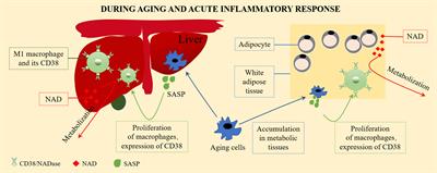 CD38: A Significant Regulator of Macrophage Function